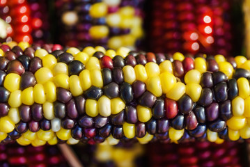 rainbow corn