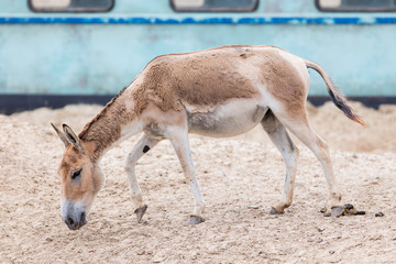 Naklejka na ściany i meble Persian onager (Equus hemionus onager)