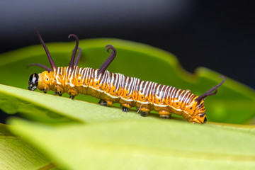 Striped Blue Crow (Euploea mulciber) Caterpillar on a leaf