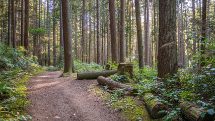 Wooden logs lie along the path. A path in the thick green forest. The sun's rays fall through the leaves. Bridle Trails State Park, WA