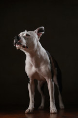 stehender American Stafford & Dogo Argentino-Mix im Studio