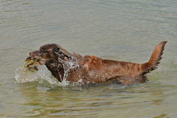 Labrador retriever playing in water