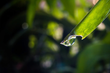 water on leaf 