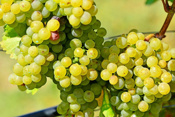 Grüne Weintrauben am Rebstock