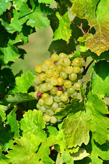 Gr&uuml;ne Weintrauben am Rebstock