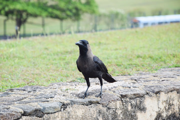 raven