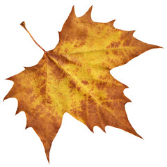Dry Maple Leaf Isolated On White Background