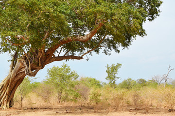 beautiful tree by safari