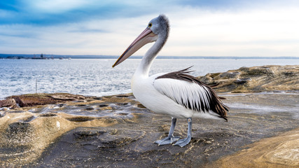 Under the Bridge at Bare Island
