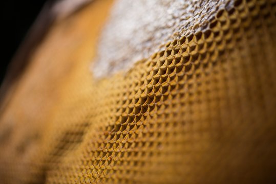 Honeycomb filled with honey