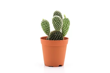 Tuinposter Cactus in pot Cactus Op Witte Achtergrond