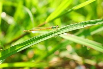 Dradonfly on leaf