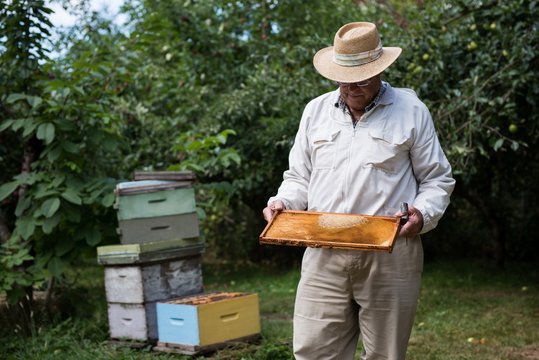 Beekeeper holding the beehive in wooden frame