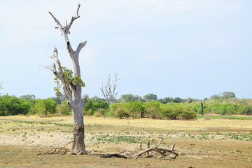 landscape by safari in Sri Lanka