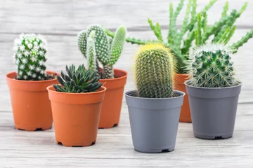 Deurstickers Cactus in pot Cactus On Wooden Floor