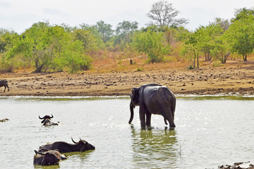 elephant takes a bath