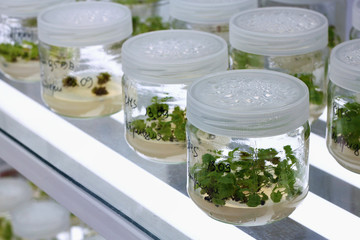 Meristem tissue culture laboratory for plant growing.