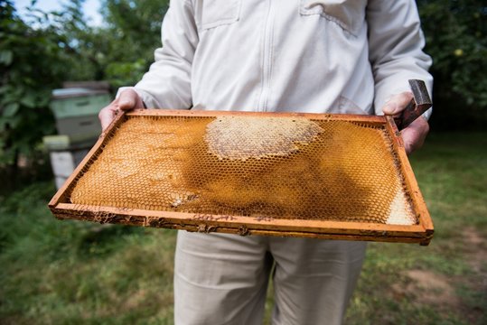 Beekeeper holding the beehive in wooden frame at apiary garden