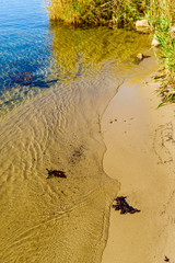 Small patch of sandy beach with swirling mini waves playing with the seaweed.