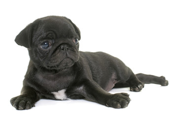 puppy black pug