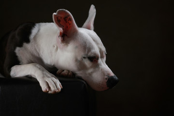 liegender American Stafford & Dogo Argentino-Mix im Studio