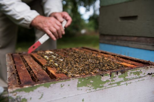 Beekeeper removing honeycomb from beehive in apiary garden