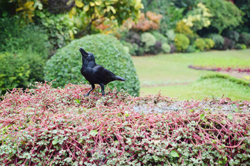 raven on a fountain