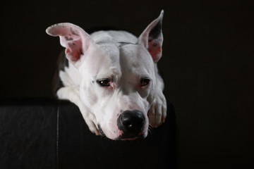 American Stafford & Dogo Argentino-Mix liegend im Studio