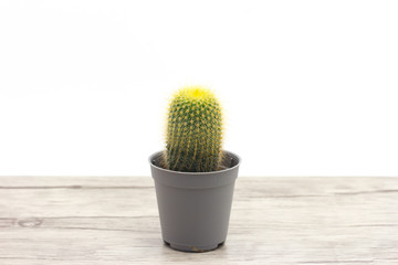 Cactus On Wooden Floor