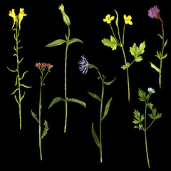 vector set of watercolor drawing plants