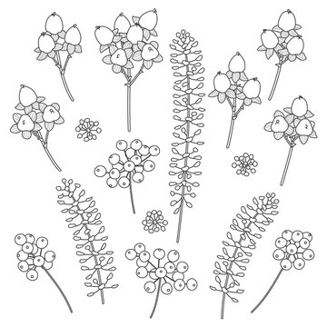 Set of contoured berries and floral elements.