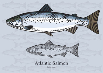 Atlantic salmon. Vector illustration for artwork in small sizes. Suitable for graphic and packaging design, educational examples, web, etc.