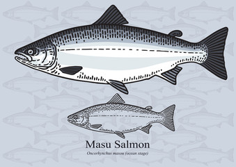 Masu salmon, Cherry salmon (ocean stage). Vector illustration for artwork in small sizes. Suitable for graphic and packaging design, educational examples, web, etc.