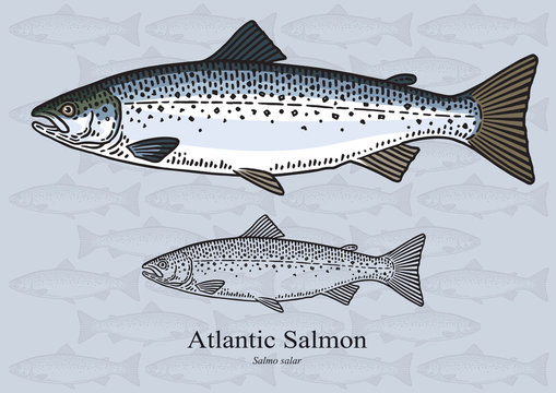 Atlantic salmon. Vector illustration for artwork in small sizes. Suitable for graphic and packaging design, educational examples, web, etc.