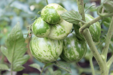 Green tomatoes on the bush
