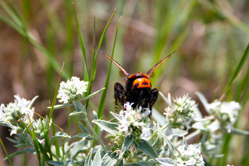 Black and yellow wasp sitting on the plant.