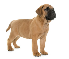 Obraz premium puppy bull mastiff