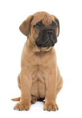 puppy bull mastiff