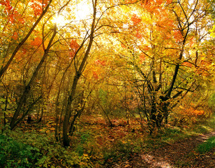 Fototapeta na wymiar deciduous forest in autumn