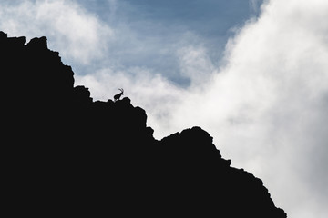 Obraz premium Silhouette von Steinbock und Bergkette