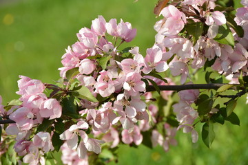 Beautiful blooming pink apple tree in the garden 
