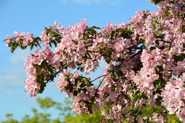 Beautiful blooming pink apple tree in spring 