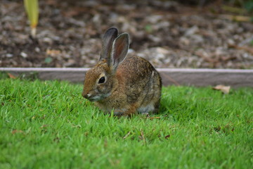 Kaninchen