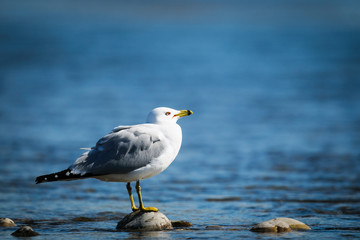 Ring-Billed Gull