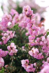 Calluna vulgaris Annemarie