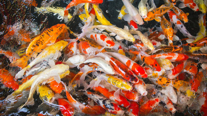 group of colorful young fancy carp fish in clear water aquarium