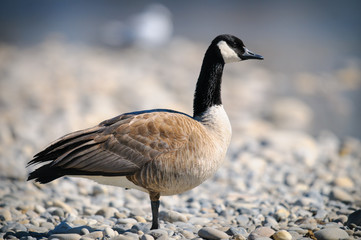 Canada Goose