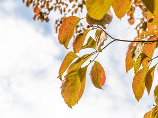 色付き始めた葉