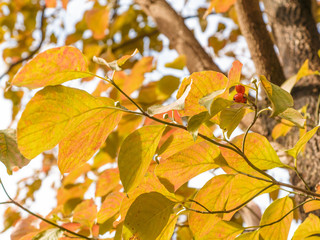 色付き始めた葉