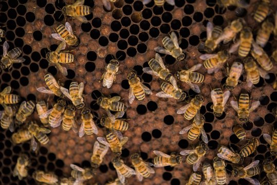 Bees on honey comb